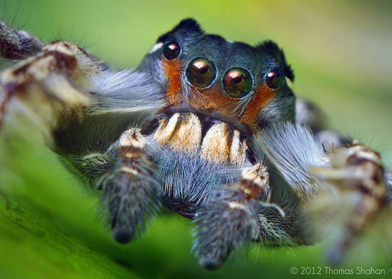 Illustration for article titled Alien monsters or awesome spiders, I just love these little guys
